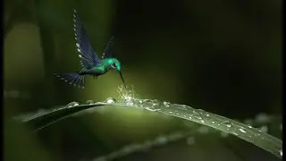 Deep Cleansing Jungle Music, Peaceful Soothing Music, Relax Music, Meditation Music, Healing Music