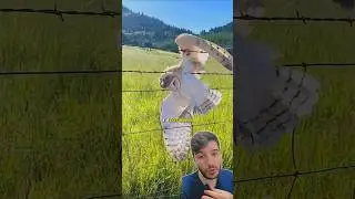 Essa Coruja Precisava de Ajuda e Ent&atilde;o...🦉