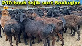 😱200 BOSH TOJIK SORT XISORI BOG‘OZ SOVLUQLAR! NARX SHOK 🔥