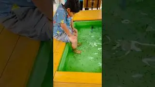 Playtime with Fish! 🐠✨ #shortsvideo #shorts #playtime ime