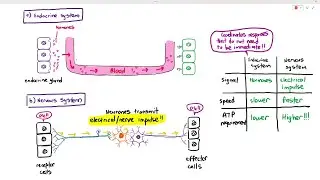 15-1 Comparing the Endocrine & Nervous System (Cambridge AS A Level Biology, 9700)