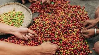 35821: Crown Jewel Sumatra Anaerobic Wet Hull Kampung Kenawat Region