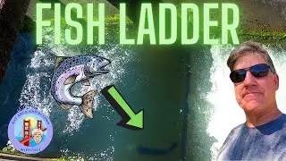 Salmon Ladder at Lake Sonoma Hatchery