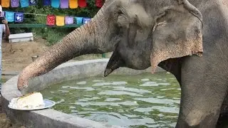 Raju the Elephant Celebrates One Year of Freedom With No Tears at His Sanctuary Home!