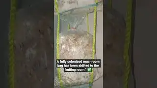 Shifting Mushroom Bags to Fruiting Room  Next Growth Stage #kanataka #mushroomcultivation #india #us