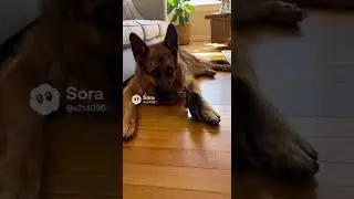 Kitten Plays with German Shepherd &mdash; A Gentle Friendship That Feels Perfect.mp4