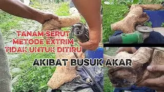 Solusi akar busuk bonsai serut