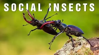 Our Planet | Social Insects And Why They Are Amazing