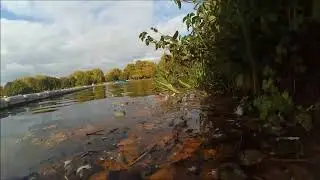 moorhen swimming