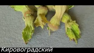 Фундук/Украина Оригинальные сорта. Видео 8. Кировоградский