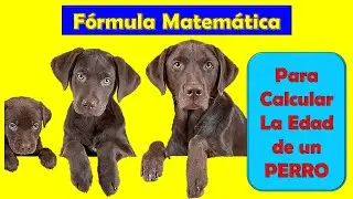 &iquest;CU&Aacute;L ES LA F&Oacute;RMULA MATEM&Aacute;TICA PARA CALCULAR LA EDAD DE LOS PERROS?