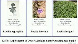List of Angiosperms of Order Lamiales Family Acanthaceae Part 5 ruellia pseuderanthemum rungia