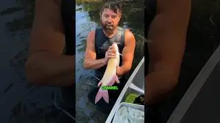 One in a Million Rare Fish Caught (Released Safely)
