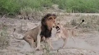 Самцы ГИДЖИМА нацелились на прайд НЦЕВУ 🦁