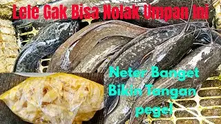Umpan Lele Harian Dan Lomba paling jitu!! Neter Banget Bikin Lawan Pusing