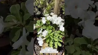 Rare Imported White Petal Adenium Plant Online Shopping 🪴 #adenium #plants #gardening #flowers