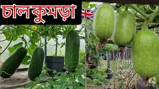 চাল কুমড়া অনেক বড় হয়েছে  |  Shoker Bagan uk | Wax gourd