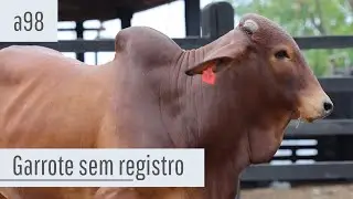 Garrote Sindi sem registro a98 - Vendas 2026.1