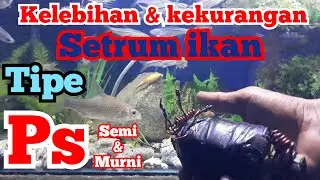 Setrum ikan platina, kelebihan dan kekurangan tipe ps semi dan ps murni