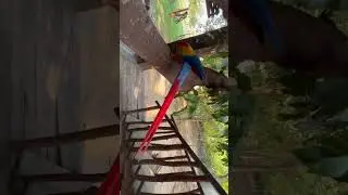 #macawbird #macaw #parrot #macawbird #bird #angrybirds
