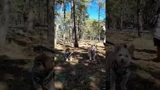 Stolen Trail Cam
