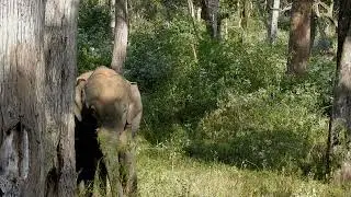 Thrilling Elephant Sighting - Bandipur National Park Safari | Wild Karnataka | Biodiversity Hotspot