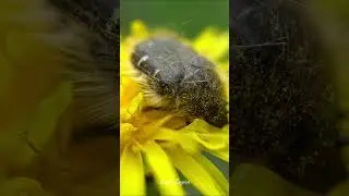 A beetle gathers pollen on yellow dandelion