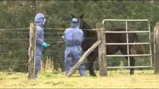 The outbreak of the deadly Hendra virus worsens