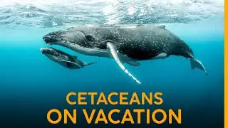 These Whales Travel 5000 Miles to Get to THIS ISLAND!