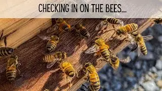 Checking In On The Bees | Three Little Goats Homestead