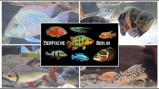 Meine Fische von ZIERFISCHE-BERLIN | Raritäten: L-Welse Geophagus Cichla Hypancistrus Heros Koi