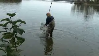 Stocking Walleyes in Hayward, Wisconsin Area Lake | Wisconsin Walleye Initiative