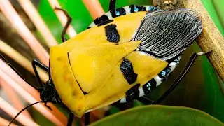 10 Most Beautiful Winged Insects | Who Says Bugs Are Icky?