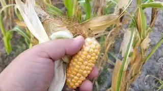 ОБНОВЛЕНИЯ по выращиванию азотфиксирующей кукурузы! Скоро сбор урожая...