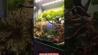 Bikin Aquascape pemula