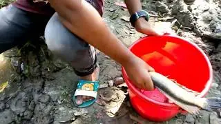 Unique Fishing | Catching Catfish with Banana Bait | New Technique of Catching Fish