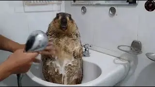 Marmota ba&ntilde;&aacute;ndose durante 10 horas