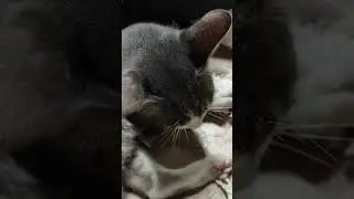 Angry cat #adorable #kucing #catlover #bobtailcat