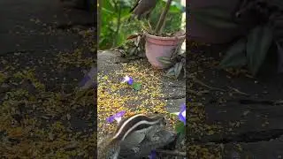 #birds #wildlife #entertaininganimals #birdsounds #animals #petlover #relaxing #funny #games #cattv