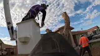 Mega MAGA tree removal 
