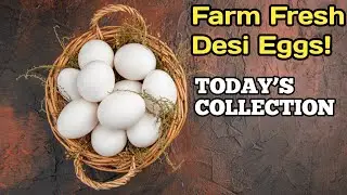 Desi egg collection #organic #desieggs #rehmanfarm #poultry #chicken #farm 