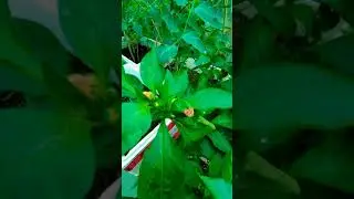 Baby Capsicum || #shorts #viral #trending