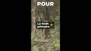 Primary Forest Mosaic