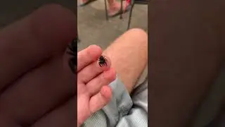 Cute jumping spider