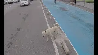 Hit and Run - Dog hit by a road bike