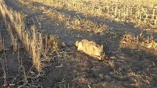 Coyote Trapping in Crop Changes