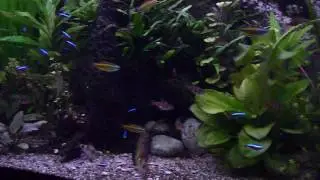 Characins feeding