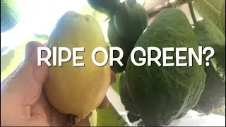 GROWING GUAVAS | BEST TIME  PICK RIPE OR GREEN | MEXICAN CREAM GUAVA TASTE TEST