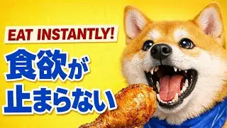 Stop Dog Refusing Food 🥣 Help Picky Eaters Eat Dinner (ASMR & 432Hz) | ご飯を食べない愛犬へ・食欲増進