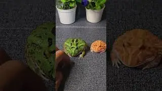 Funny frogs ep12 #funnyshorts #shorts #funnyfrogs